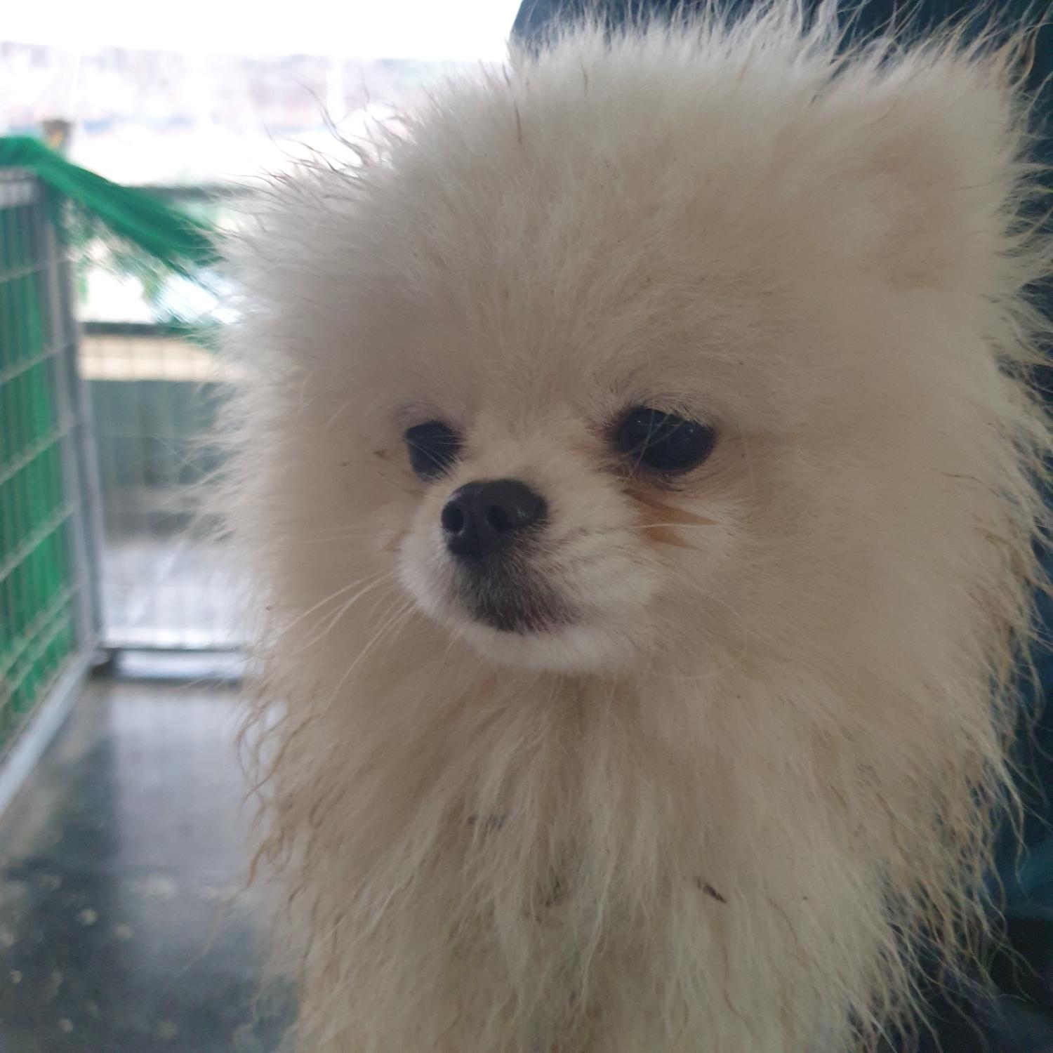 남양동물보호센터_441553202401212